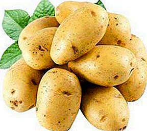 Necilvēcīgs agri Artēmijs kartupeļi: šķirnes apraksts, foto, īpašības