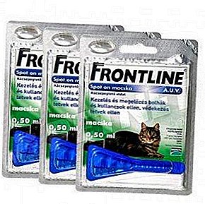 Evcil hayvanınıza zararsız, ancak parazitlere acımasız! Kediler için Frontline: fiyat ve kullanım talimatları