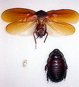 Er der flyvende kakerlakker? Har de overhovedet vinger? Hvilke typer kan flyve
