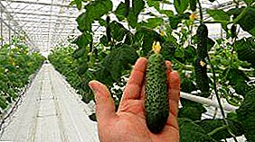Business all year round: industrial cultivation of cucumbers in the greenhouse