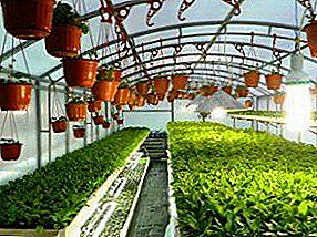 Green business in the greenhouse: how to achieve profitability all year round?