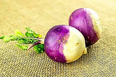 The closest relative of turnip - swede. Photo, useful properties, possible harm to the vegetable