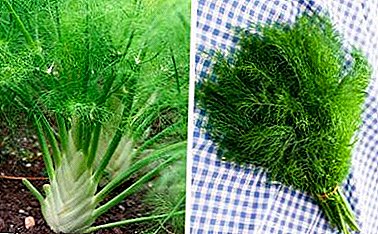 "Close relatives" fennel and dill - what's the difference between them?