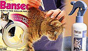Cat fleas? No problem! Flea products for cats: how to withdraw at home