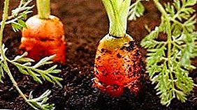 Cosecha rica: ¿cómo mantener las zanahorias en el jardín en el suelo hasta la primavera?