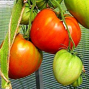 Un rico cultivo de tomates en su invernadero: descripción de la variedad de tomates "Corazones inseparables"