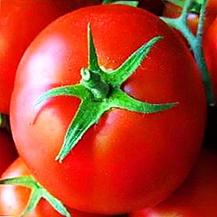 Rik skörd av tomater "Alenka" med höga produktegenskaper: Beskrivning av sorten, särskilt odling av tomater