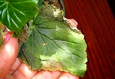 Choroba rastlín: prečo begónie zmenia žlté a suché listy?