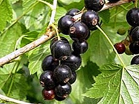 Diseases and pests of black currant and ways to combat them