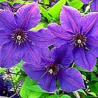 Clematis Diseases and Pests