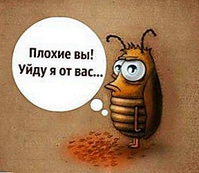 Bekjempelse av kakerlakker i leiligheten: elektroniske og ultralyd elektroniske kakerlakker