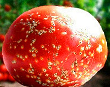 We fight against tomato diseases: a description of possible problems, photographs and methods of treating plants