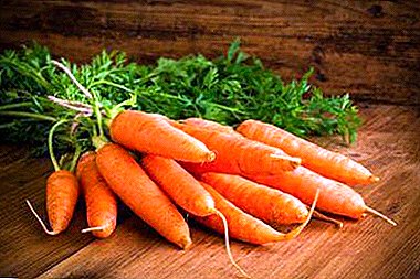 Kampf um die Ernte - die besten Möglichkeiten, um Ihre Karotten bis zum nächsten Frühling frisch zu halten!