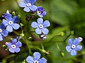 Bruner krupnolistnaya und sibirisch: Pflanzen und Pflege