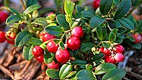 Lingonberry - een druppel van goede gezondheid