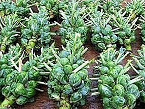Brussels sprouts: how to store forks for the winter at home or in the basement?