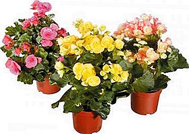 A riot of colors of the subtropical begonia Mix. How to grow and care for a flower?
