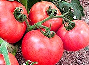 كيف ينمو جهد الطماطم اللذيذة "السعادة الروسية F1"؟ وصف وخصائص متنوعة