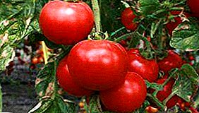 Tomatensorte für die nördlichen Regionen des "Dome of Siberia"