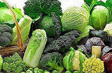 Dronning av grønnsaker og garanti for helse: Kål er nyttig