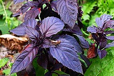 Zar de zar o albahaca púrpura: propiedades únicas, una revisión de variedades con fotos, cultivo y uso