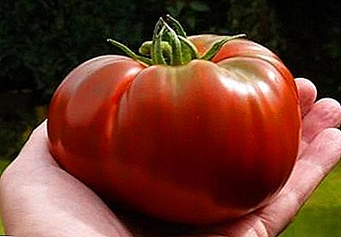 Tomate de qualité tsar "Monomakh's Cap" - excellente tomate de table