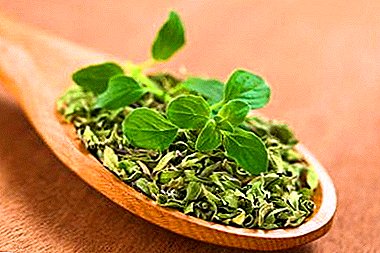 Healing oregano. All about how to use oregano and how it can be replaced
