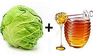 The healing power of cabbage with honey. Help with cough, migraine, temperature, burns and bruises