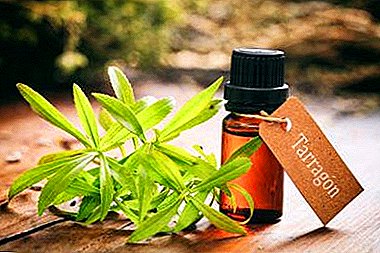 The healing properties of the extract of tarragon, its preparation and use in cooking and traditional medicine