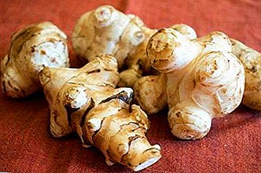 The healing properties of dried Jerusalem artichoke, its effect on health, preparation and use for treatment