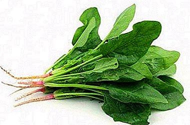 Wie reich ist Spinat: Wie hoch ist der Kaloriengehalt der Pflanze und ihrer chemischen Zusammensetzung, ist sie mit anderen Produkten kompatibel?