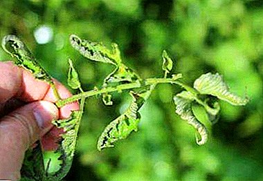 ¿Qué son las plántulas enfermas de tomates? ¿Qué pasa si las hojas se enrollan hacia arriba o hacia abajo, se secan y caen?