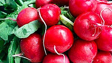 What good is the variety of radish Heat, how to grow and use it?