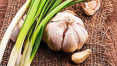 How and how can garlic help against cancer? Instructions for use of funds for the treatment
