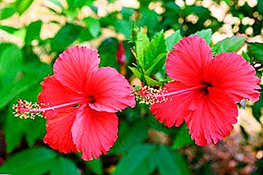 What is the difference between hibiscus and hibiscus? Variety description, cultivation and care rules