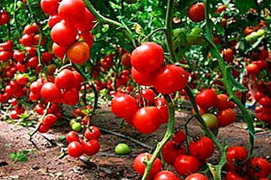 ما هو الفرق بين أصناف الطماطم للأرض المفتوحة والمحمية وهل يمكن زراعة الطماطم في دفيئة للشارع؟