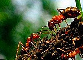ماذا يأكل النمل في الطبيعة؟