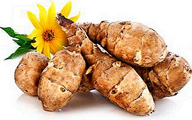 What is the use of topinambur root? Description with photos, properties, recipes of traditional medicine and contraindications