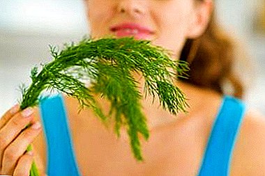 What is useful dill and its seeds for the kidneys? How to brew a plant and how to apply?