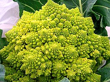 How useful Romanesco cabbage and how to successfully grow it?
