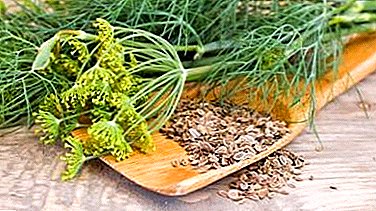 What are the benefits of dill seeds, help from colic? How to brew them for newborns?