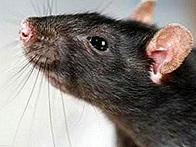Black and Red Rat: Great Damage from a Little Enemy