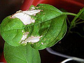 Black leg, bacterial spot, fungus, mold and rot: diseases of pepper and fight with them with photos