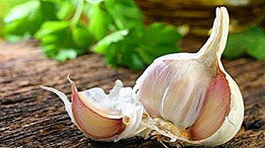 Garlic and pregnancy: can the expectant mother eat this vegetable?