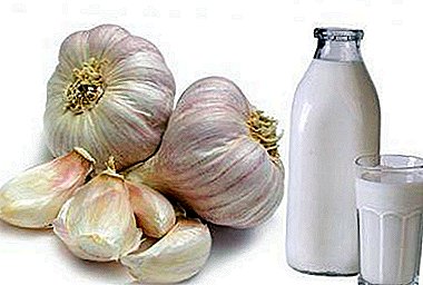 Cleaning the vessels with garlic and milk. Recipes and indications