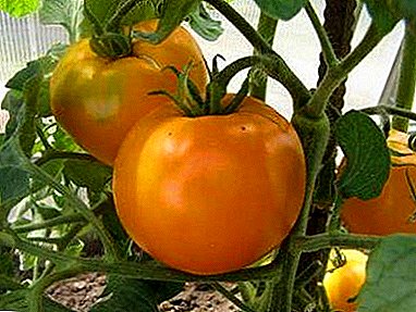Rent gull i et tomathus - Beskrivelse av hybridblandingen av tomat "Gyllen svigermor"