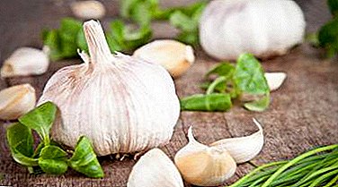 What does eating garlic on an empty stomach give - benefit or harm to the body?