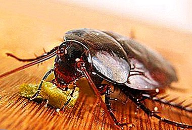 ¿Qué hacer si las cucarachas se arrastran de sus vecinos? Las causas de la aparición y la lucha contra ellas.