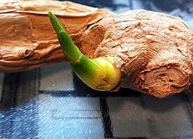 What if sprouted ginger root and how to properly plant it in the home or in the open ground?
