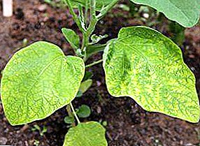 What to do if aphid on eggplant seedlings? Description of the insect with photos, ways to combat it, as well as other pests